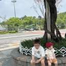 대전 오월드 나들이 후기｜사파리버스 타본 리얼 리뷰