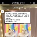 참견(犬) 이미지