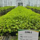 산림산업개발