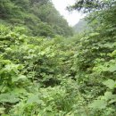 골오기네뜰 이미지