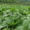 정선읍 공설운동장 이미지