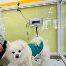 딩동댕치원 이미지