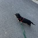 피피푸푸 이미지