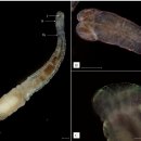 체리새우 부착생물 녹조류 Cladogonium, 편형동물 Monodiscus, Scutriella와 환형동물 Holtodrilus 이미지