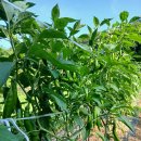 2025. 풋고추 장터 열어요. 이미지