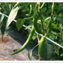 대기농장 이미지