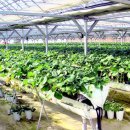 응골축제 이미지