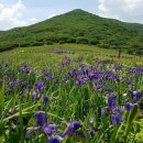 고요한 숲 이미지