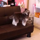 도담도담펫살롱 이미지