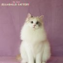 젤로돌스 이미지