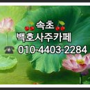 백호사주카페 이미지