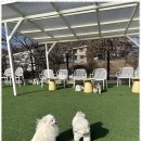 아로하스토리 | 용인애견운동장 럭셔리 애견카페 아로하스토리에서의 특별한 하루