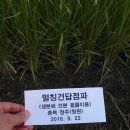 장양농장 Daum카페