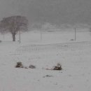 동유중기 이미지