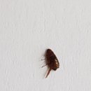 이루다동물병원
