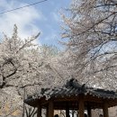 계양체육관 | 인천 벚꽃 명소 계양꽃마루 노무현벚꽃길 벚꽃 개화 현황 및 주차 정보 공유(260404 Ver.)