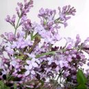 오월의수수꽃다리 이미지