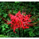 영광(아) 이미지