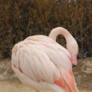 플라밍고 이미지