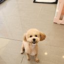 댕댕역 이미지