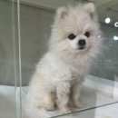 둥둥펫살롱 이미지