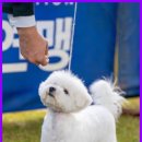 그린펫그루밍 이미지