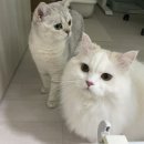 요거멍냥