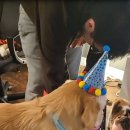 강아지와 고양이(Dog & Cat) 이미지