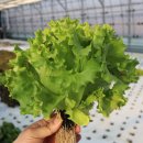 (주)미디어커머스 | (연재 시리즈 5편,완결편) 아쿠아포닉스 (Aquaponics) 수익 모델과 사업화 전략