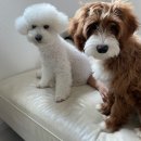 아루보리 이미지