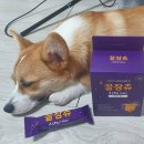 보르미몰 | 보르미의 크고 오래먹는 껌, 건강한 껌 후기 : 핏펫 - 수의사가 고민한 건강한 껌 it chu(잇츄)