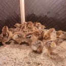 계두농장 이미지