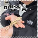 동구슈퍼 | 울산 동구 게코도마뱀 분양 내돈내산 후기 마뱀이룸 종류 많아요