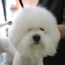 이로애견미용실 이미지