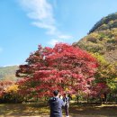 내장산 | 11월 국내 여행 후기 내장산 단풍 현황과 절정기는 언제일까?