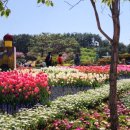 산철쭉어린이공원 | 🌷2025 안면도 튤립축제 후기🌷 먹거리+포토존+이벤트까지 완벽했던 하루!