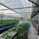 태화슈퍼 | 딸기농사 15년차 농부가 직접 써본 아사바 슈퍼아치 사용 후기