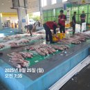 초특가!! 자연산 숫치 횟감민어 키로당 18000원에 판매합니다^^ 시세대비강력추천합니다 이미지