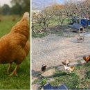 위더스팜 이미지