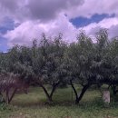 큰솔주유소 이미지