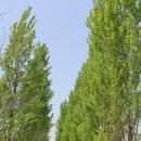 미루나무풍경 이미지