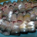 목포밴댕이 이미지