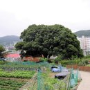 소동느티나무 이미지