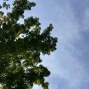 윤가네오향족발 이미지