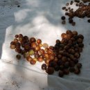 도토리의꿈 이미지