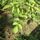 코리농장 이미지