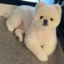 댕스미스 애견미용 | 대구 애견미용 댕스미스 : 포메라니안 포메라니안미용 포메가위컷 곰돌이컷