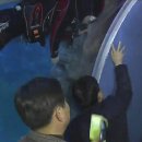 월드안전진단주