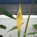 토란주인 이미지