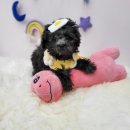 사비켄넬 이미지